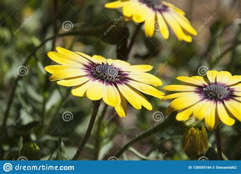 Flores Observadas Azul De La Belleza De La Serenidad De Osteospermum