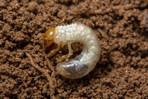 Japanese Beetle Grubs In Turf Nc Cooperative Extension