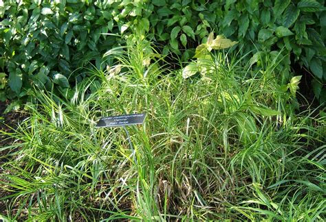 1 2 Growth Gardening With Native Grasses In Cold Climates