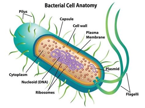 Structure Of Bacteria — Lesson Science State Board Class 9