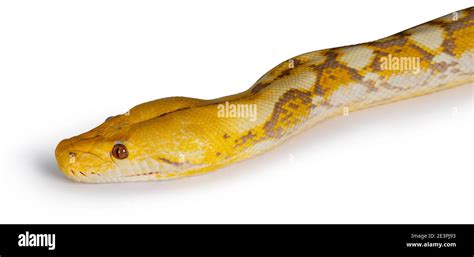 Head Shot Of Lavender Albino Reticulated Python Aka Malayopython