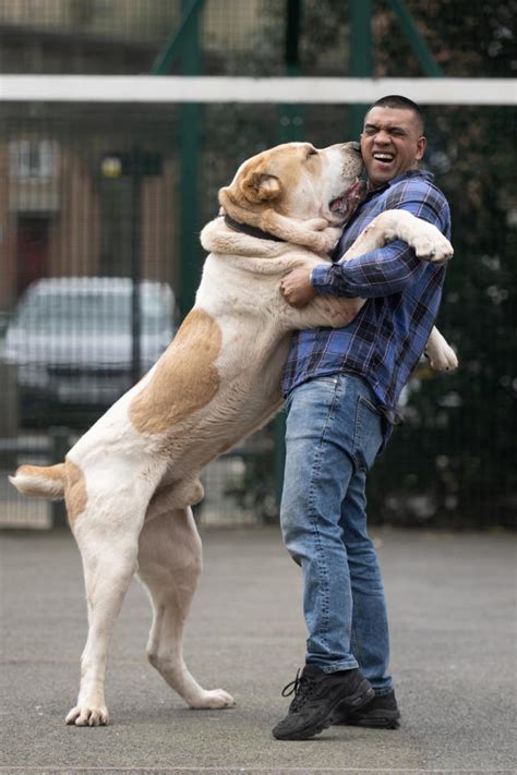 'My 6ft dog is so big people ask me if it's a lion'