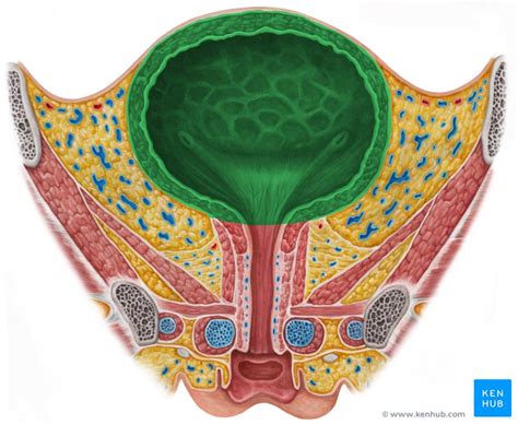 Harnblase Vesica Urinaria Anatomie Und Klinik Kenhub