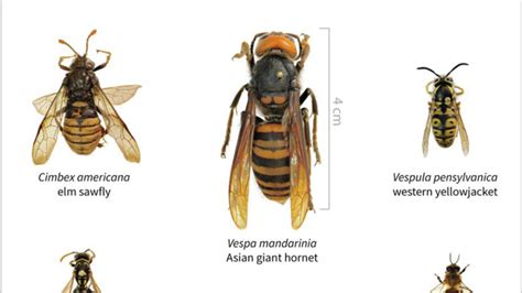 Murder Hornet Size Comparison Chart