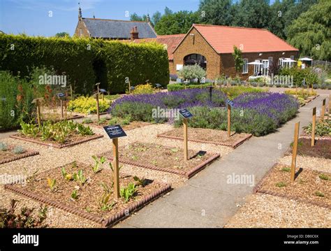 Norfolk lavender Heacham, Norfolk, England Stock Photo - Alamy