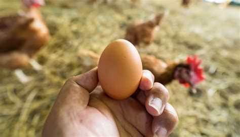 È nato prima l uovo della gallina c è la prova