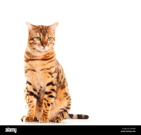 Cat Looking Into The Distance Hi Res Stock Photography And Images Alamy