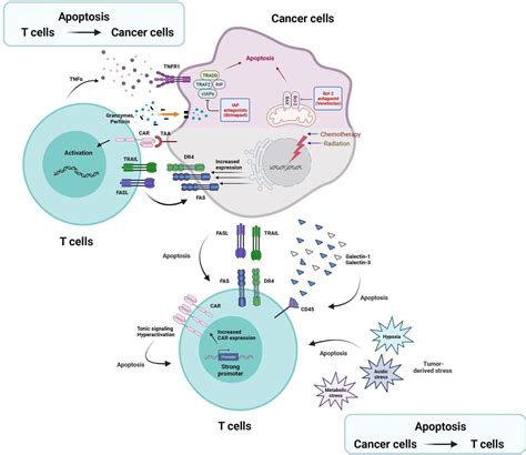 Apoptosis A Janus Bifrons In T Cell Immunotherapy Journal For