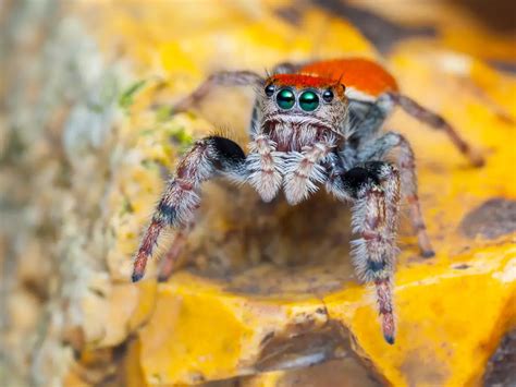 Red Back Jumping Spider (Phidippus johnsoni): Facts, Identification, & Pictures