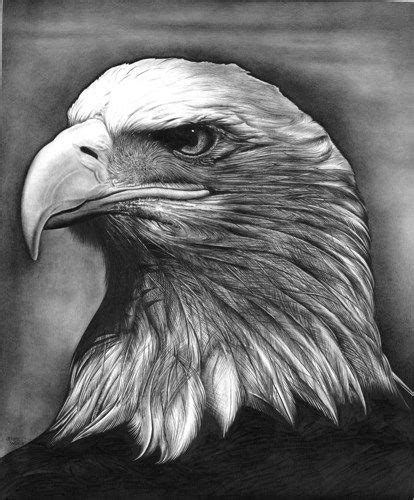 easy drawing ideaBald Eagle Pencil Drawing- Drawing | Pencil drawing