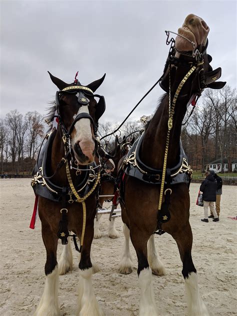 Budweiser Clydesdales : r/Horses