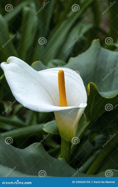 White Flower Of A Zantedeschia Aethiopica Stock Image Image Of