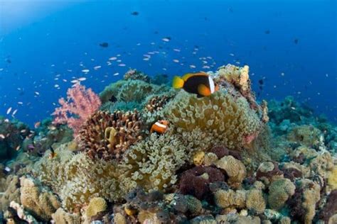 Best Diving Sites In Papua New Guinea Scuba Dive Reviews By Divezone