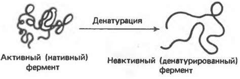 Денатурация - Белки: структура и свойства - Структура и функции белков ...