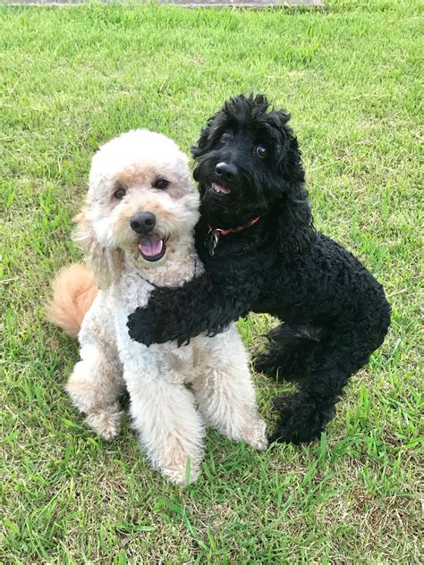 Cockapoo goldendoodle | Cute dogs and puppies, Dog pictures, Cute animals