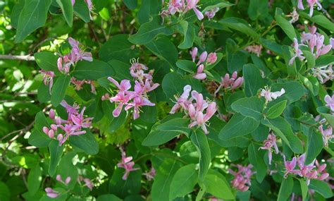 Lonicera Tatarica Tatarian Honeysuckle Go Botany