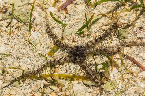 Ophiura Albida is a Species of Brittle Star in the Tanzania Stock Image ...