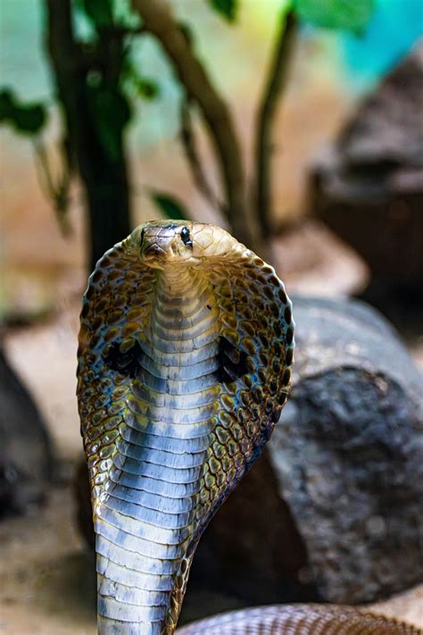 close   indian cobra  raised hood  stock photo