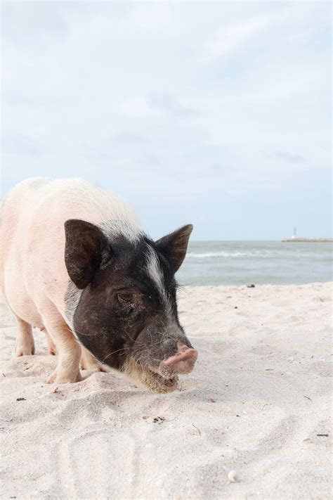 Pig Beach on Behance