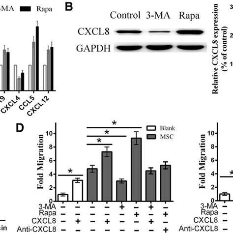 Autophagy Increases Msc Mediated Cd T Cell Migration Through Cxcl A