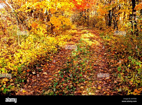 Road In The Woods 2 Stock Photo Alamy