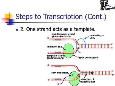 Ppt Dna Transcription And Translation Powerpoint Presentation Free Download Id6790546