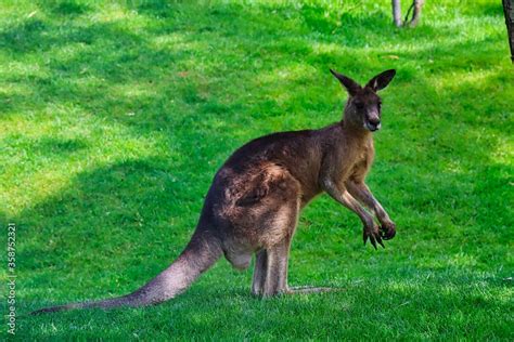 Giant Kangaroo