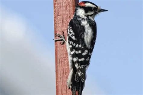 Species Of Woodpeckers In Texas Pictures Bird Feeder Hub