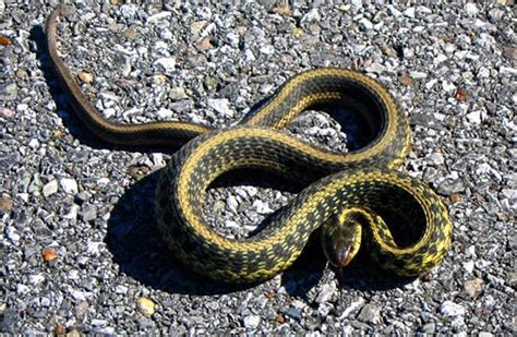 Garter Snake Description Habitat Image Diet And Interesting Facts