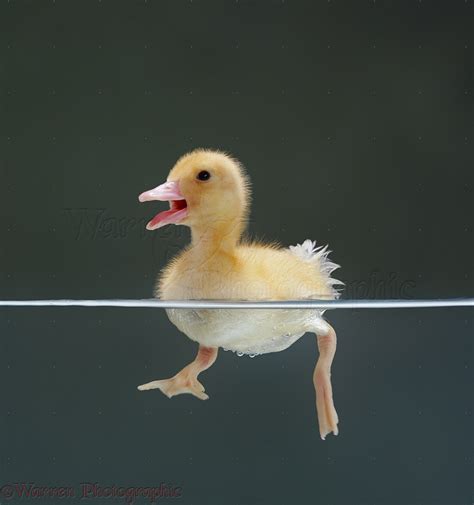 Duckling swimming on the surface photo WP14209