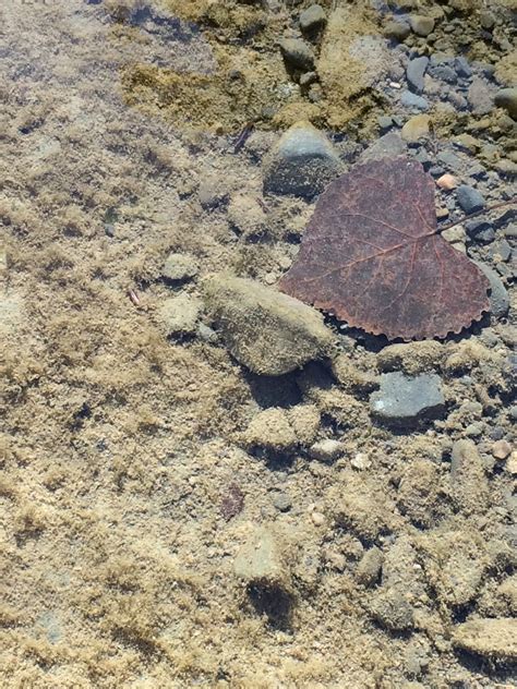 Free Images Water Sand Rock Leaf Fall New York River Wildlife