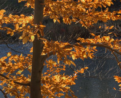 Beech Tree Dave Aragona Flickr