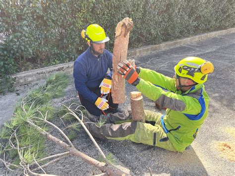 Corso Motosega Durata Formazione E Patentino Amorini