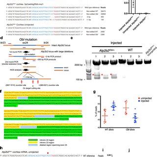 In Vivo Lipid Mediated RNP Delivery Of Cas9 SgRNA Complexes Improves