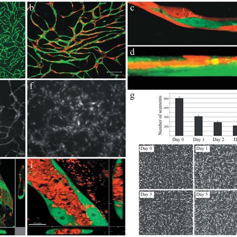 Vascular smooth muscle cells inhibit endothelial cell proliferation and ... 
