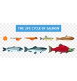 Salmon Life Cycle Infographics Royalty Free Vector Image