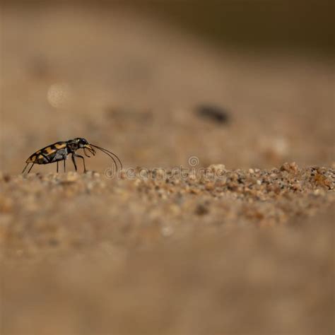 Small Bug Macro Over The Sand Grains Stock Image Image Of Sand Head