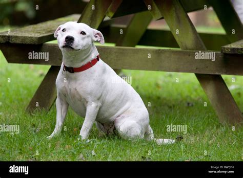 White Staffordshire Bull Terrier Hi Res Stock Photography And Images