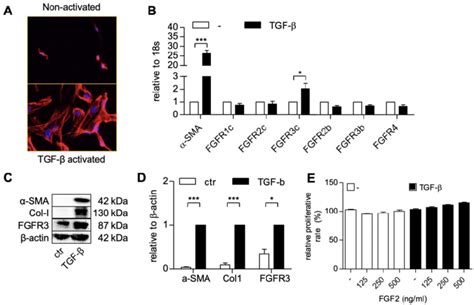 HPSCs Activation And The Expression Of The Human Fibroblast Growth