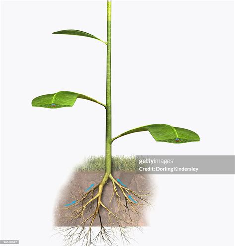 Illustration Of A Plants Roots Absorbing Water High Res Vector Graphic