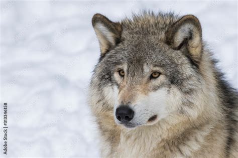 Wolf Portrait Northwestern Wolf Canis Lupus Occidentalis Also Known