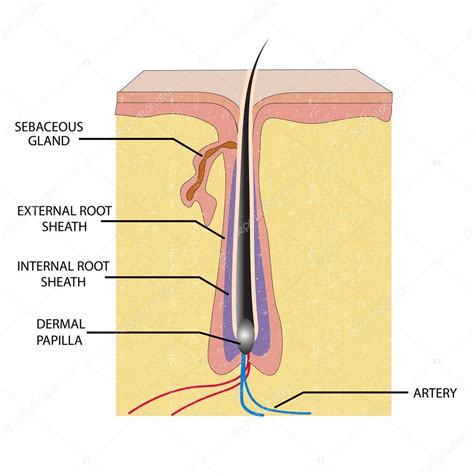 Anatomie Van Haar Stockvector Vectomart 5344023