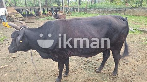 Milk Cow For Sale In Vavuniya City Ikman