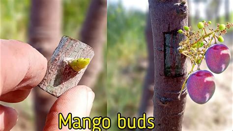 Successful Mango Bud Grafting Mango V Grafting Technique With Result