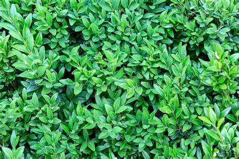 Buxus Sempervirens Bush Foto De Stock Imagem De Galho 249789538