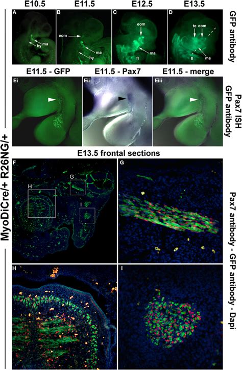 Frontiers The Emergence Of Pax7 Expressing Muscle Stem Cells During