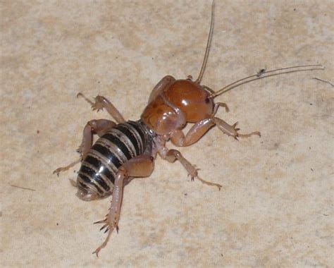 Potato Bug Whats That Bug Potato Bugs Bugs Potatoes