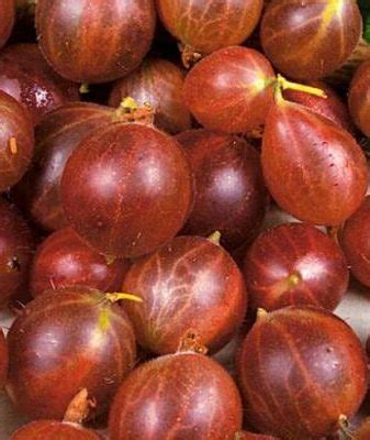 Крыжовник Олави: ТОП отзывы, секреты выращивания, описание, фото