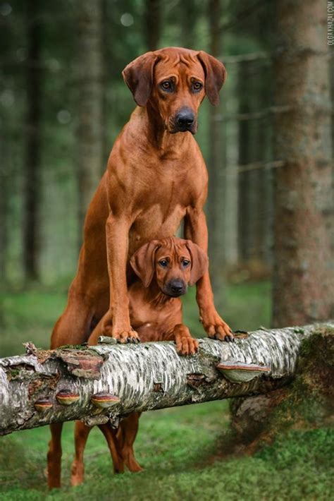 23+ Rhodesian ridgeback puppies ideas in 2021