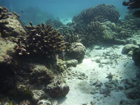 creating flow   reef tank